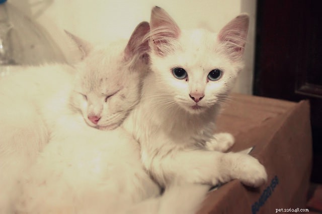 Solve Litter Box Issues & Territorial Marking: Understand Your Cat s Urine Problems