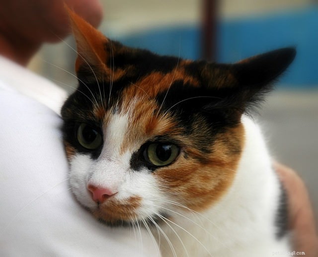 How to Spot Stress in Your Cat—and What to Do About It