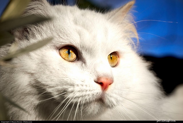 How to Spot Stress in Your Cat—and What to Do About It