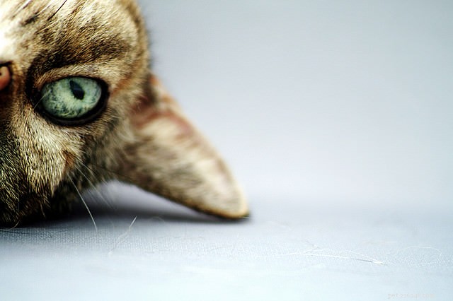 Solve Litter Box Issues & Territorial Marking: Understand Your Cat s Urine Problems