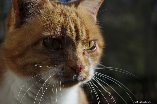 How to Spot Stress in Your Cat—and What to Do About It