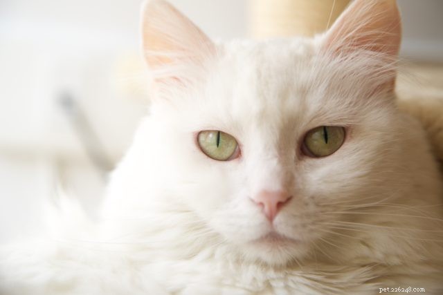 Expert Guide to the 9 Most Common Cat Misbehaviors