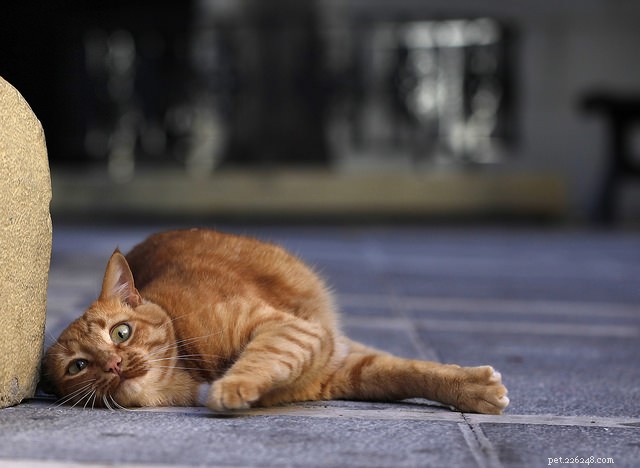 How to Spot Stress in Your Cat—and What to Do About It
