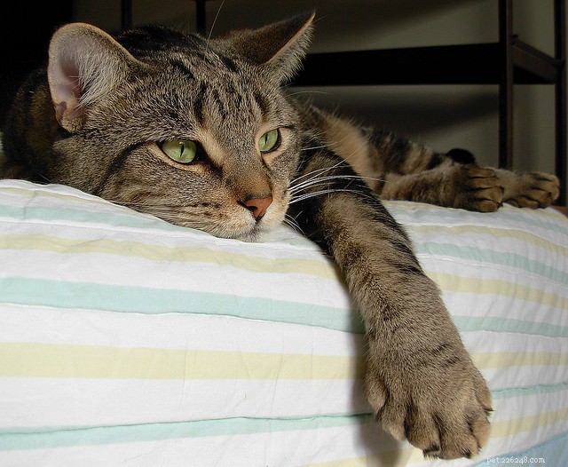 How to Spot Stress in Your Cat—and What to Do About It
