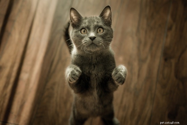 Expert Guide to the 9 Most Common Cat Misbehaviors