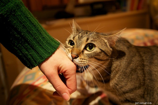 Why Your Cat Is Biting: 5 Key Reasons and How to Address Them