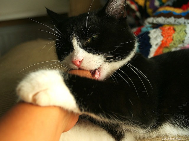 Why Your Cat Is Biting: 5 Key Reasons and How to Address Them