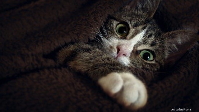 Expert Guide to the 9 Most Common Cat Misbehaviors