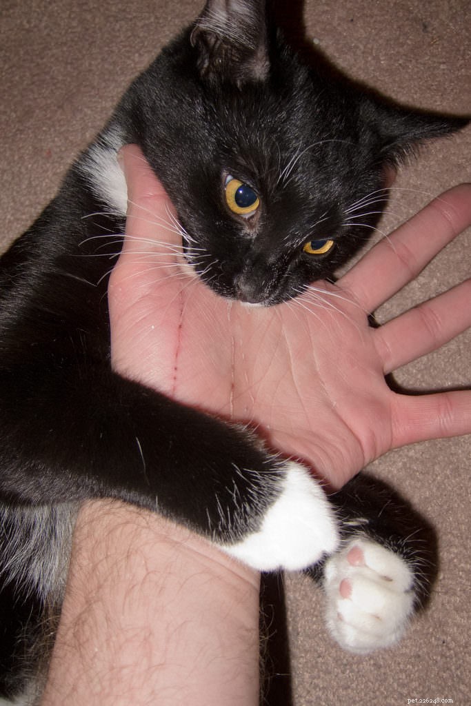 Why Your Cat Is Biting: 5 Key Reasons and How to Address Them