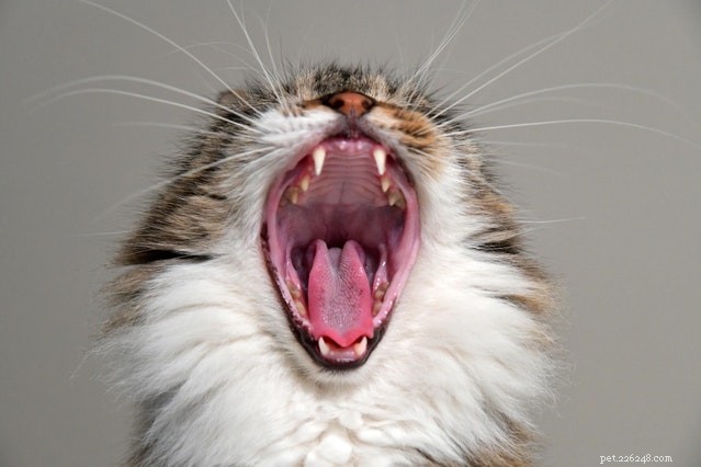 Expert Guide to the 9 Most Common Cat Misbehaviors