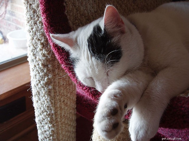 Why Is Your Cat Avoiding the Litter Box? Expert Causes & Solutions