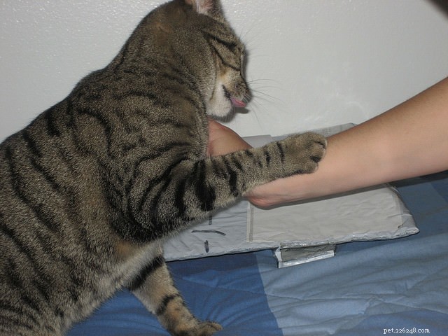Why Your Cat Is Biting: 5 Key Reasons and How to Address Them
