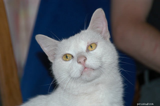 Why Is Your Cat Avoiding the Litter Box? Expert Causes & Solutions