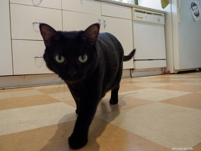 Why Is Your Cat Avoiding the Litter Box? Expert Causes & Solutions