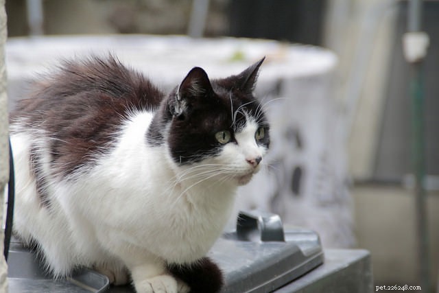 Why Is Your Cat Avoiding the Litter Box? Expert Causes & Solutions