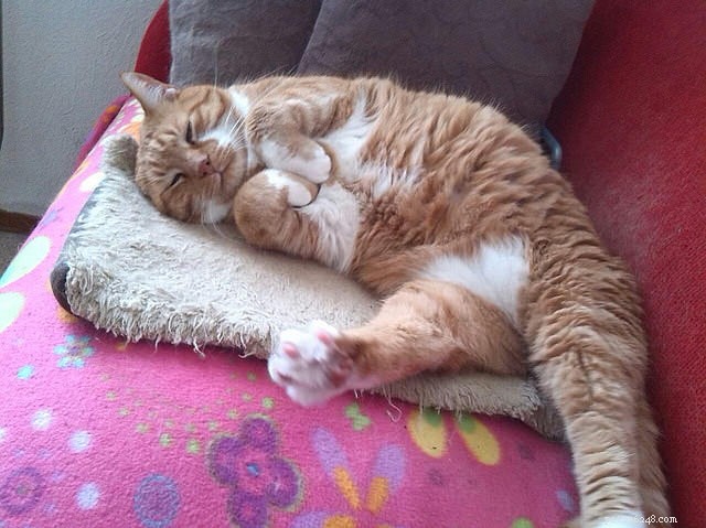 Why Is Your Cat Avoiding the Litter Box? Expert Causes & Solutions