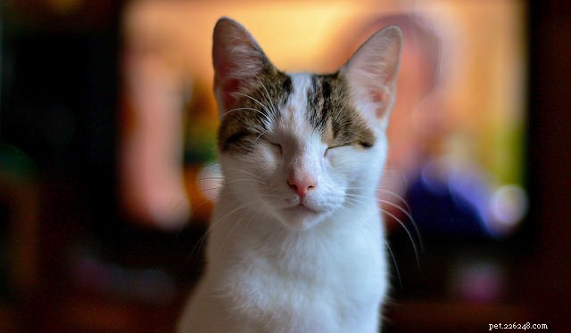 Master Your Cat’s Language: Speak Their Mind with Confidence