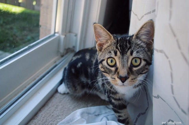 Master Your Cat’s Language: Speak Their Mind with Confidence