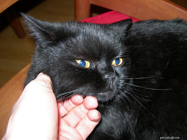 Master Your Cat’s Language: Speak Their Mind with Confidence