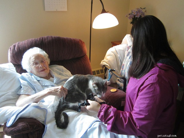Are Cats Effective Therapy Animals? Discover Their Healing Benefits