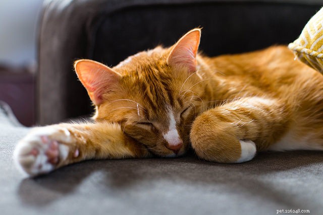 What Your Cat Would Say If It Could Speak – 5 Insider Secrets