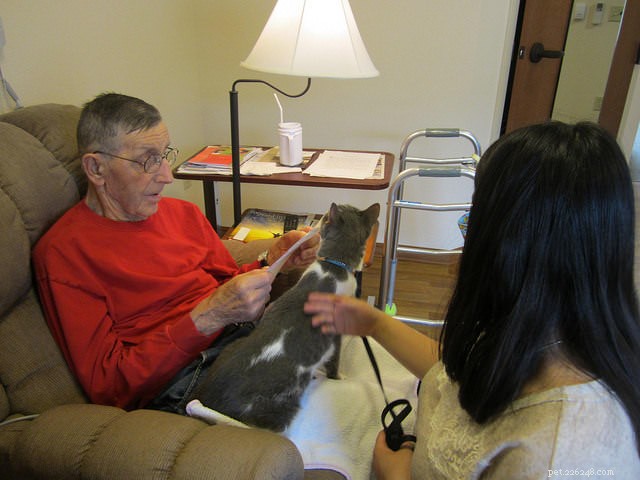 Are Cats Effective Therapy Animals? Discover Their Healing Benefits