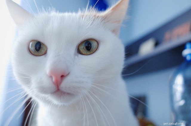 What Your Cat Would Say If It Could Speak – 5 Insider Secrets