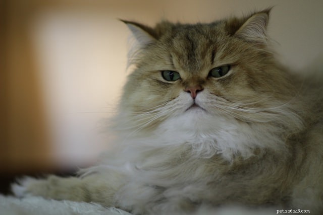What Your Cat Would Say If It Could Speak – 5 Insider Secrets
