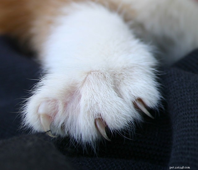 What Your Cat Would Say If It Could Speak – 5 Insider Secrets