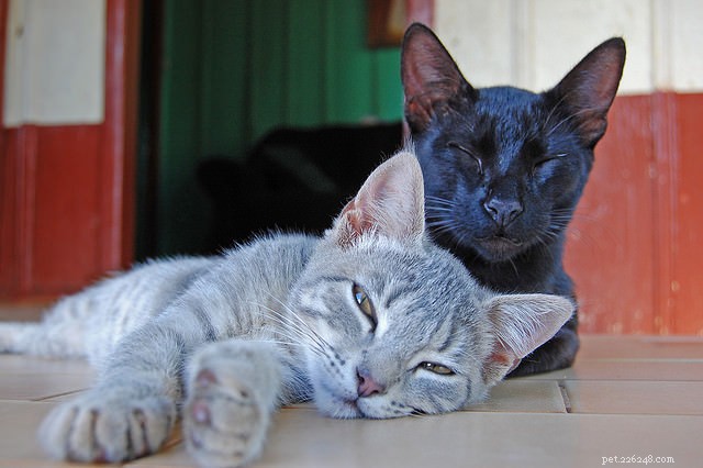 What Your Cat Would Say If It Could Speak – 5 Insider Secrets