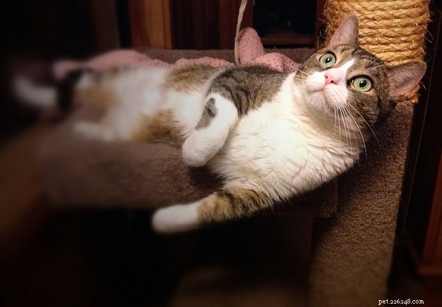Should You Hire a Cat Behaviorist? Expert Guidance on Resolving Cat Behavioral Issues