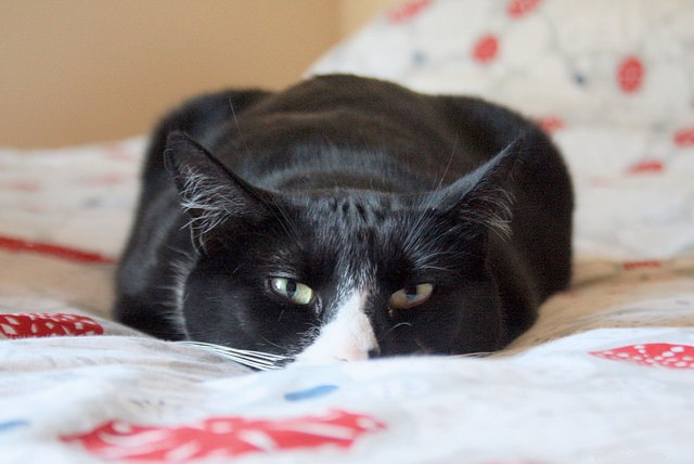 Should You Hire a Cat Behaviorist? Expert Guidance on Resolving Cat Behavioral Issues