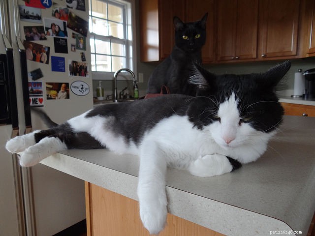 5 Positive Cat Behaviors That May Seem Naughty but Enhance Their Well‑Being