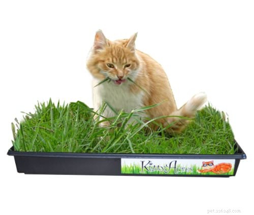 5 Positive Cat Behaviors That May Seem Naughty but Enhance Their Well‑Being