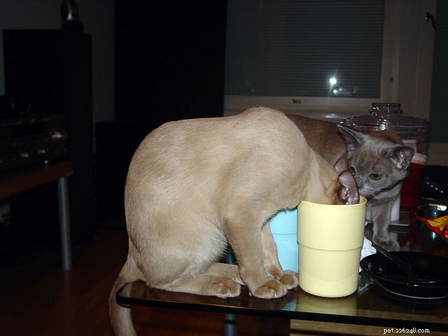 5 Positive Cat Behaviors That May Seem Naughty but Enhance Their Well‑Being