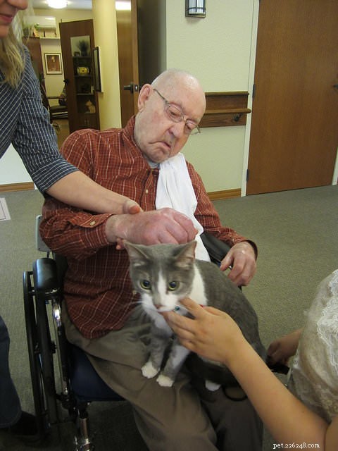 6 Key Traits That Make Your Cat an Ideal Therapy Companion