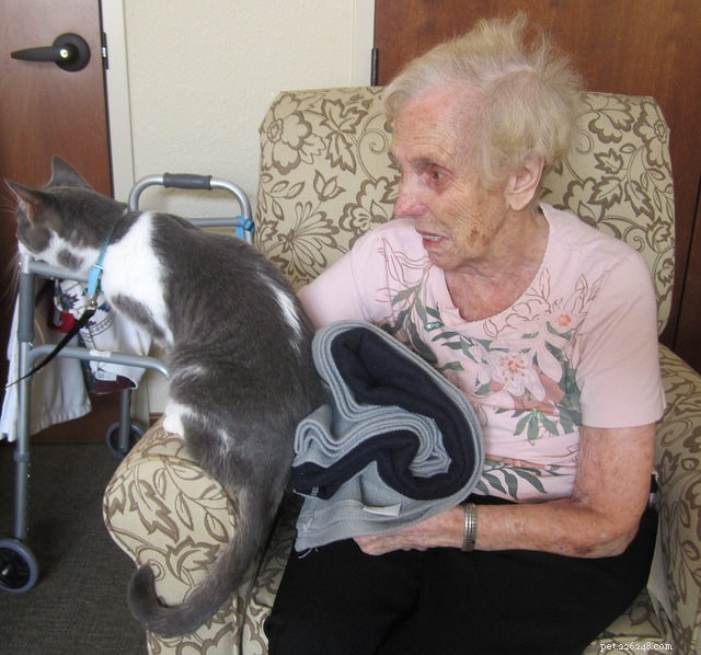 6 Key Traits That Make Your Cat an Ideal Therapy Companion