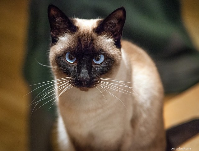Unlock Your Cat’s Learning Secrets: Surprising Insights to Improve Behavior