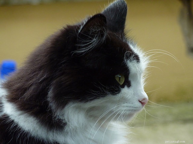 Unlock Your Cat’s Learning Secrets: Surprising Insights to Improve Behavior