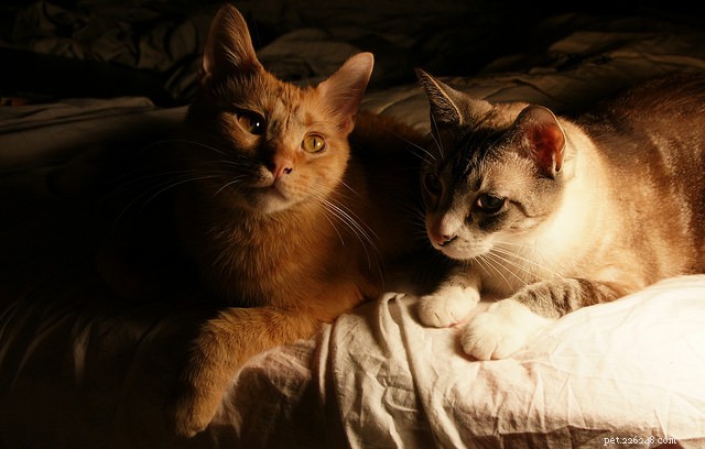 Do Cats Actually See in the Dark? Debunking the Myth with Science