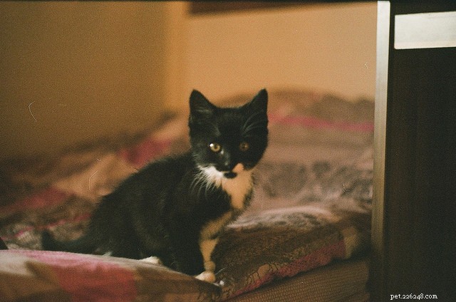 Do Cats Actually See in the Dark? Debunking the Myth with Science