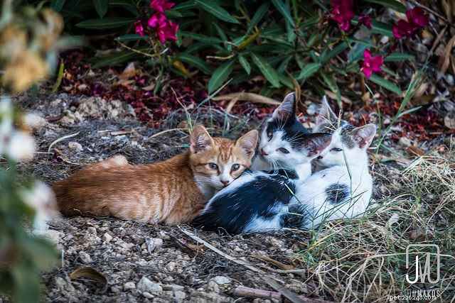 Stray vs. Feral Cats: Understanding the Key Differences