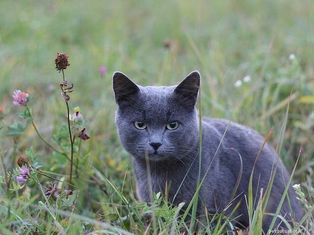 Stray vs. Feral Cats: Understanding the Key Differences