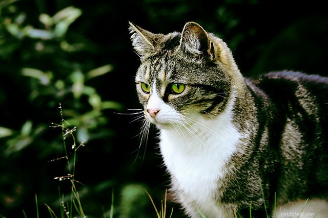 Stray vs. Feral Cats: Understanding the Key Differences