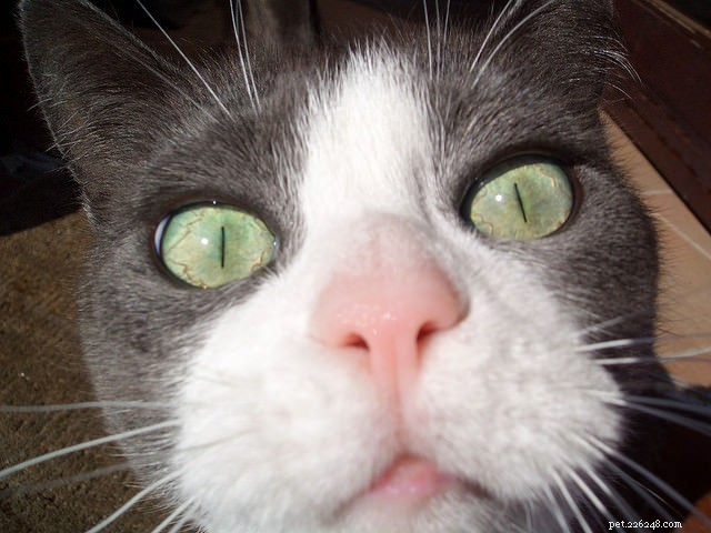 How Your Cat’s Five Senses Compare to Human Senses
