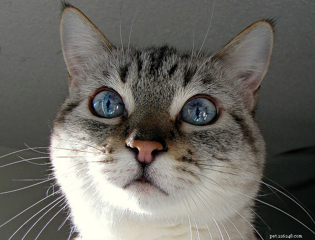 How Your Cat’s Five Senses Compare to Human Senses