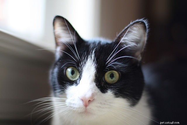 How Your Cat’s Five Senses Compare to Human Senses
