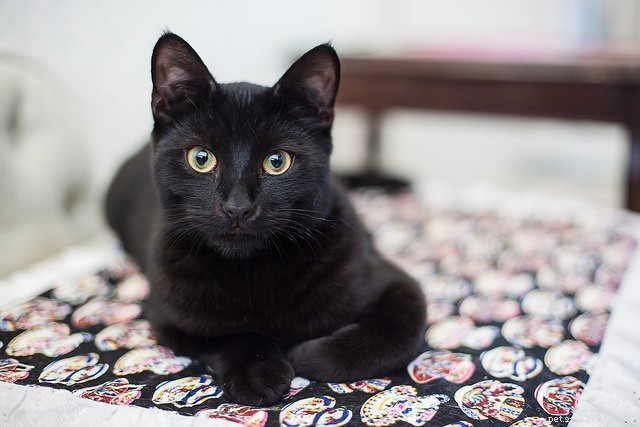 Why Cats Conceal Pain and Illness: Understanding Their Silent Signals