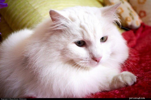 Why Cats Conceal Pain and Illness: Understanding Their Silent Signals