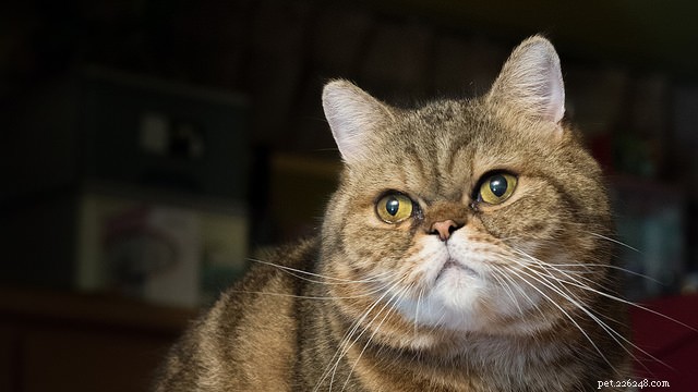 7 Key Reasons Why Cats Skip Their Litter Box – Solutions & Prevention
